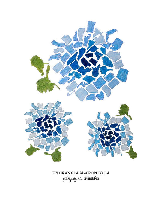 50 States Blue Hydrangea H+H x Urban Gardens Print