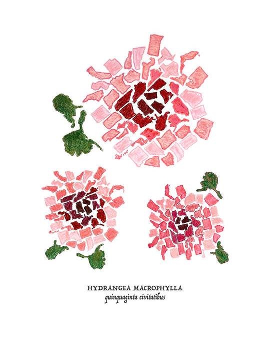 50 States Pink Hydrangea H+H x Urban Gardens Print